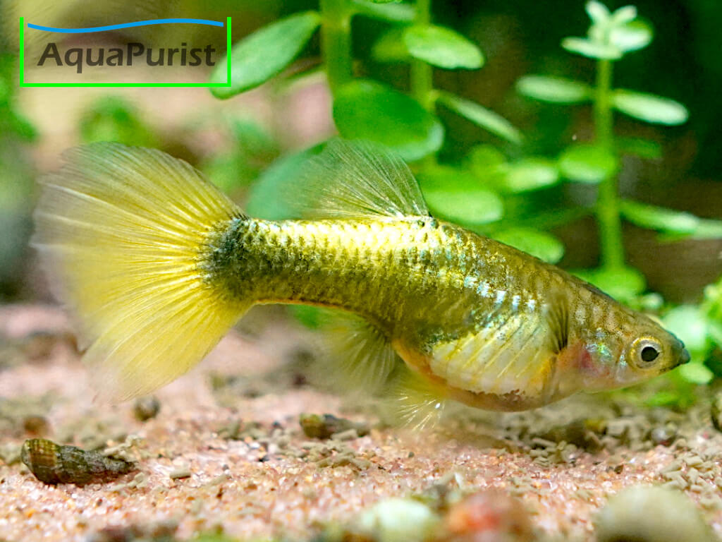 Gold Guppy Hochzucht Rundschwanz
