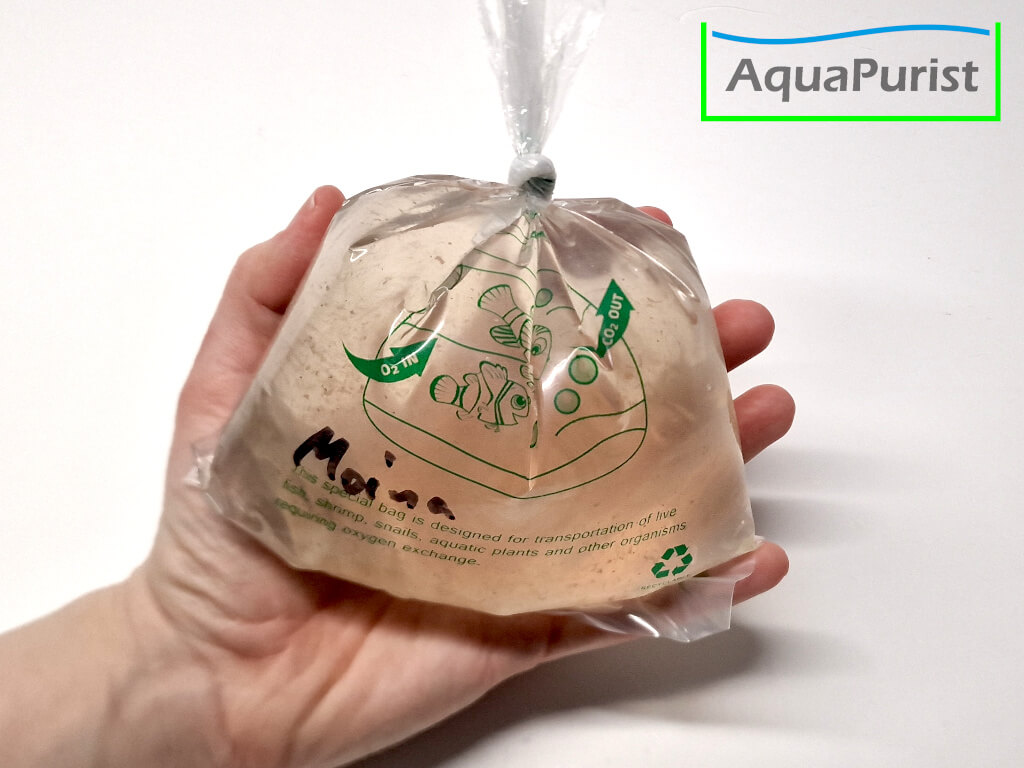 Moina macropoca - Japanischer Kugel-Wasserfloh