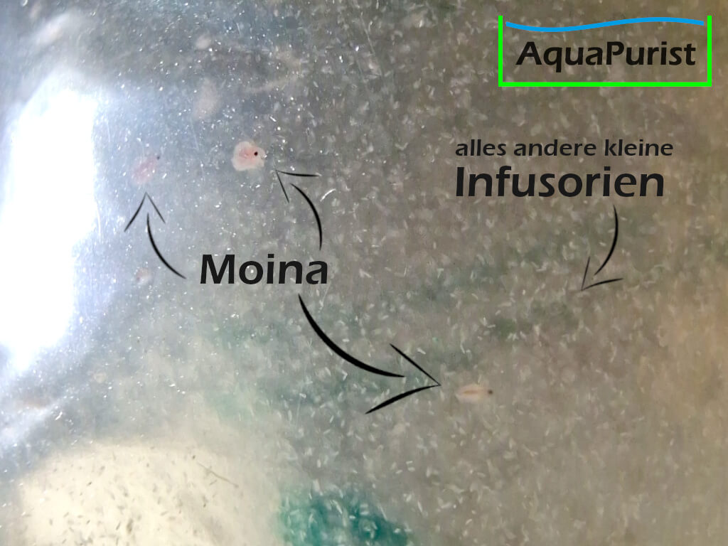 Moina macropoca - Japanischer Kugel-Wasserfloh