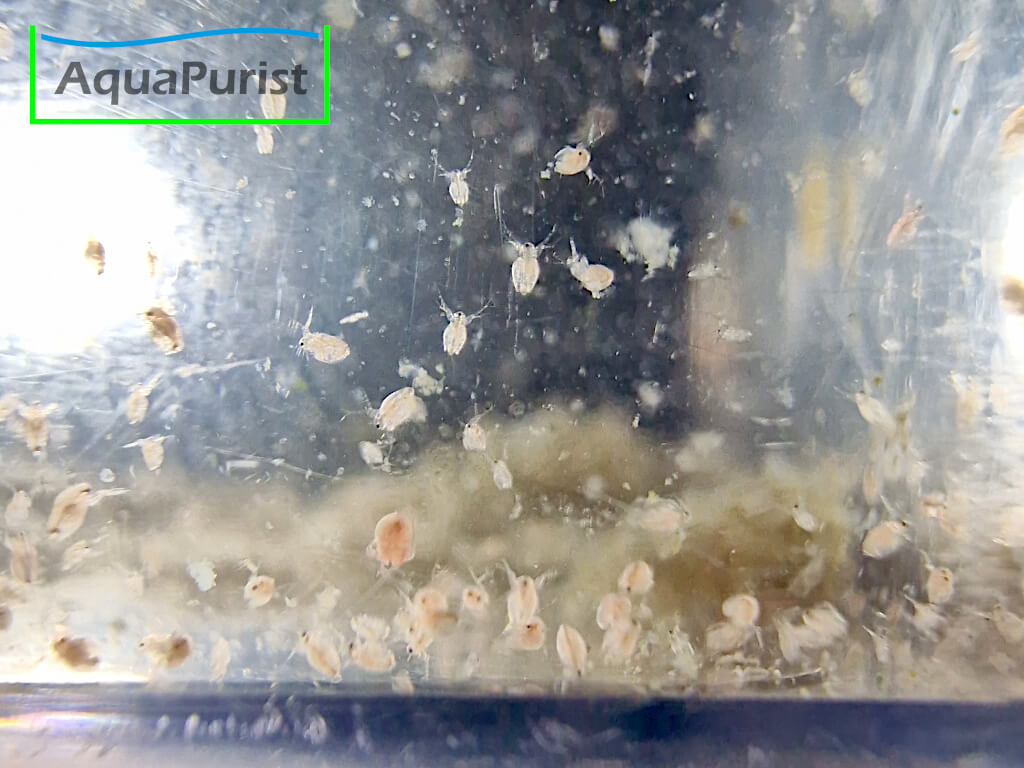 Moina macropoca - Japanischer Kugel-Wasserfloh