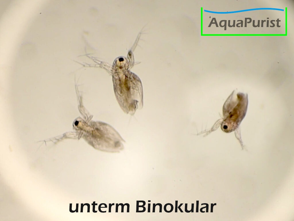 Moina macropoca - Japanischer Kugel-Wasserfloh
