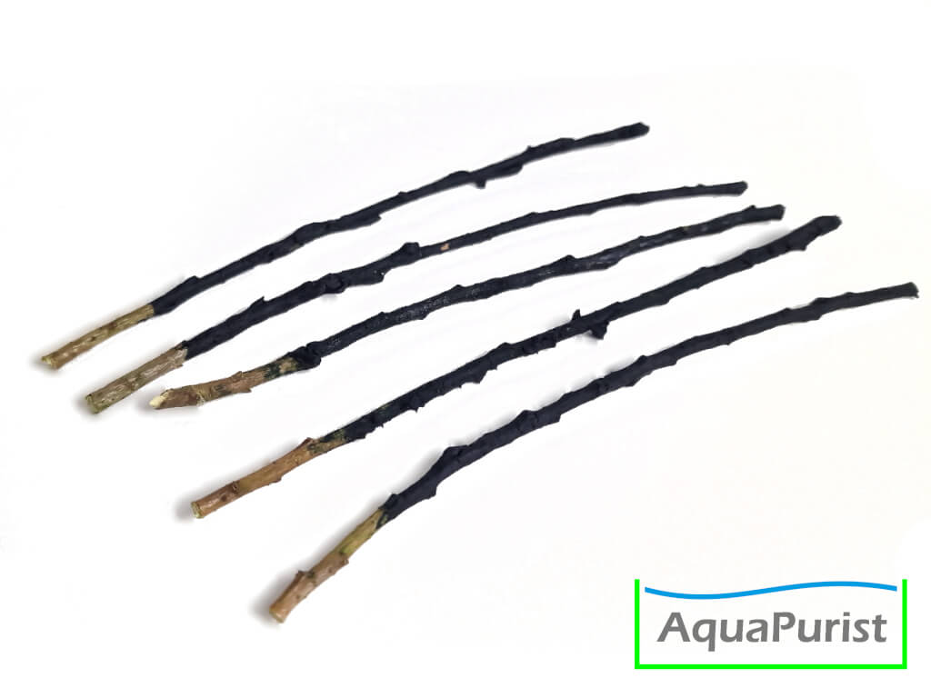 Willow Shrimp Lolly - Spirulina