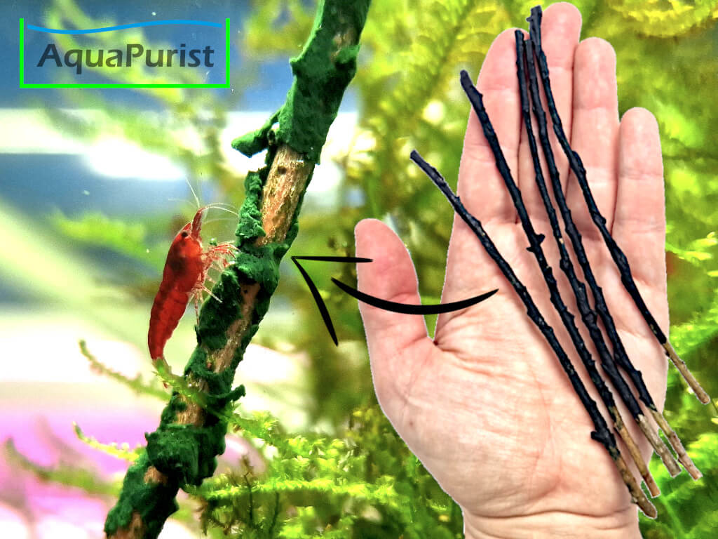 Willow Shrimp Lolly - Spirulina