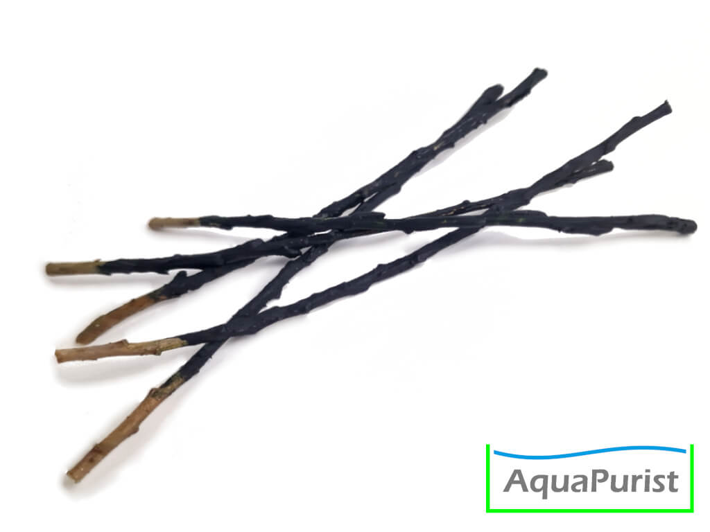 Willow Shrimp Lolly - Spirulina