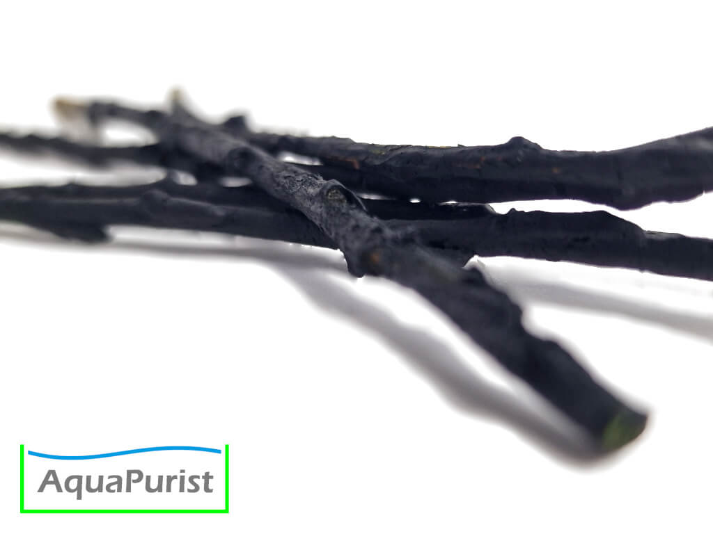 Willow Shrimp Lolly - Spirulina