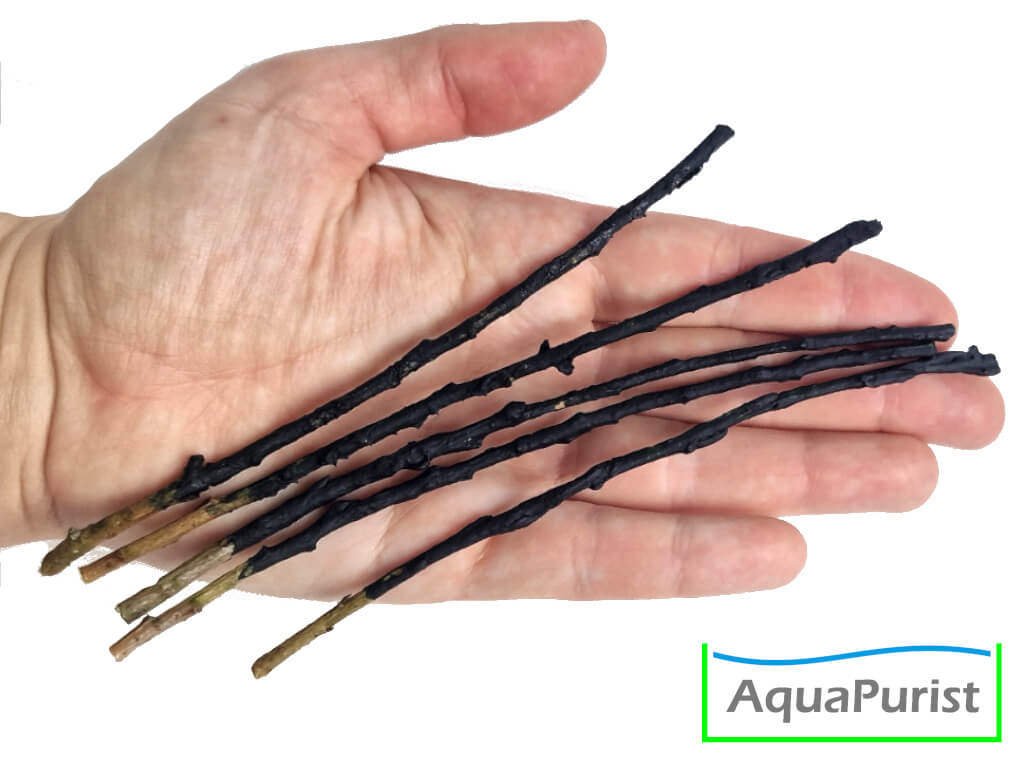 Willow Shrimp Lolly - Spirulina