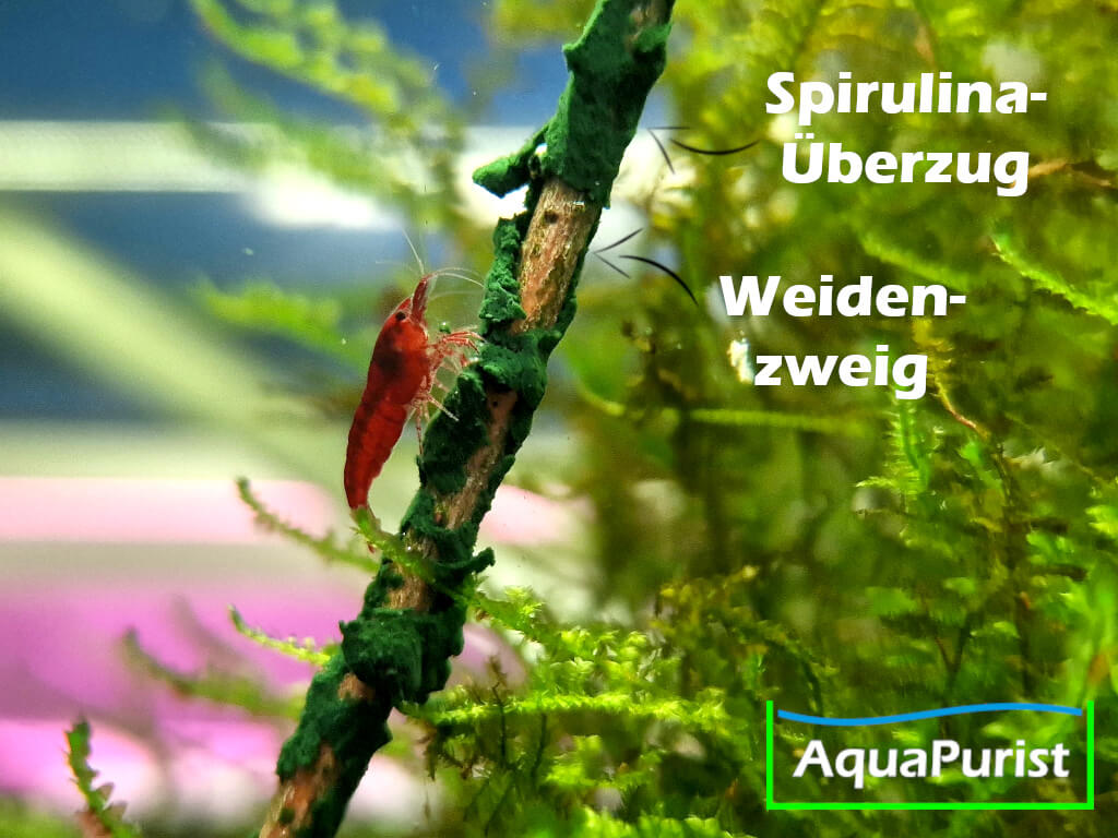 Willow Shrimp Lolly - Spirulina