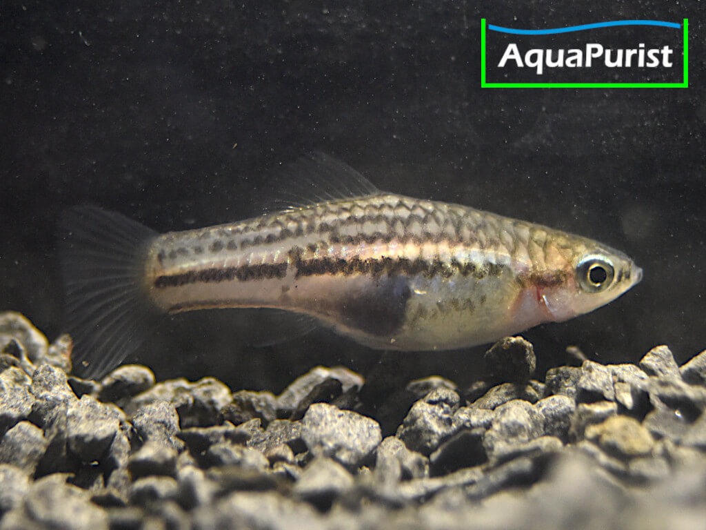 Zwergschwertträger (Xiphophorus pygmaeus)