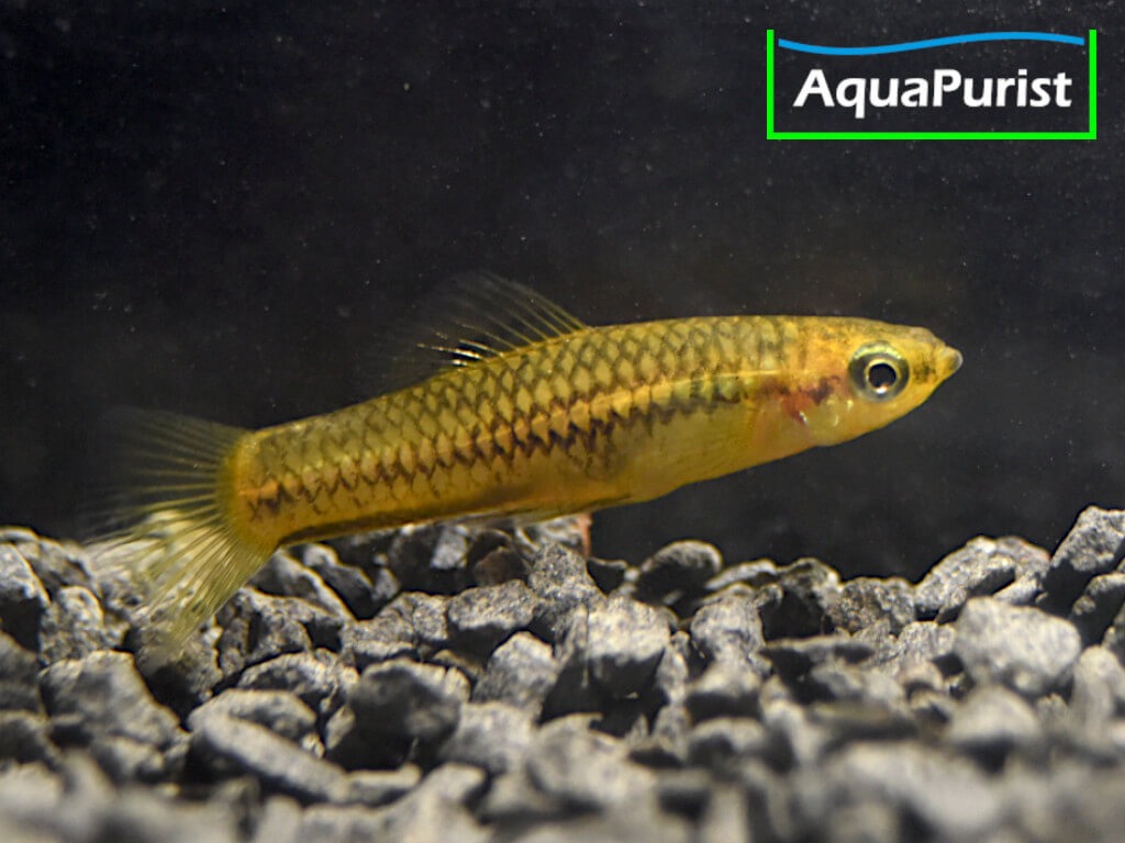 Zwergschwertträger (Xiphophorus pygmaeus)