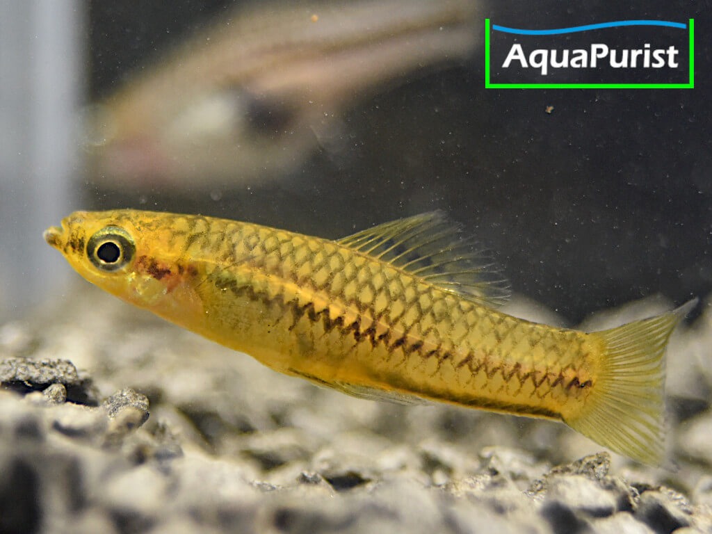 Zwergschwertträger (Xiphophorus pygmaeus)
