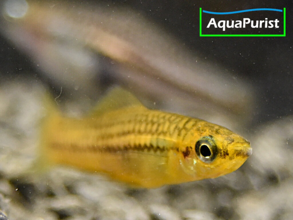 Zwergschwertträger (Xiphophorus pygmaeus)