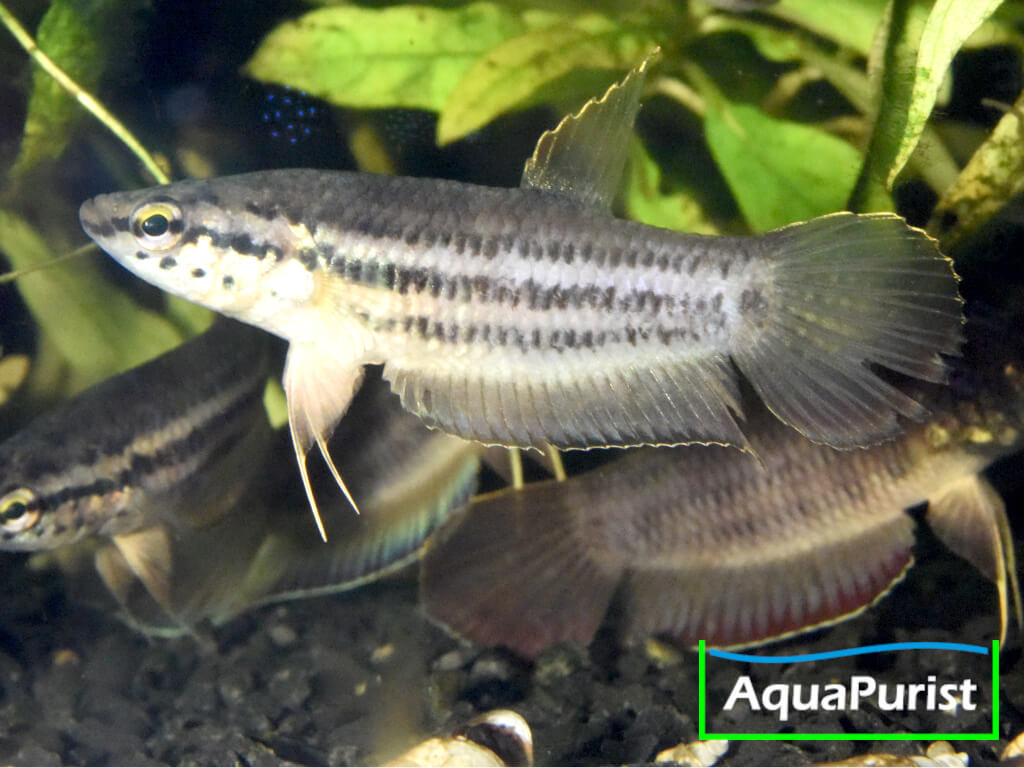 Betta simplex Krabi Kampffisch
