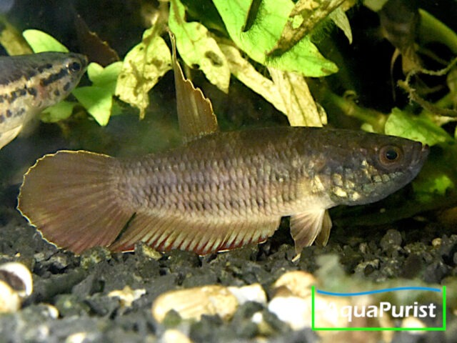Betta simplex Krabi Kampffisch