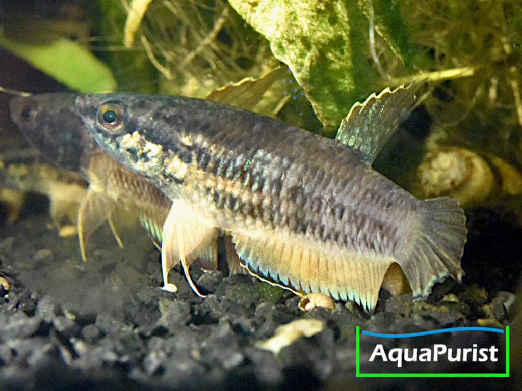 Betta simplex Krabi Kampffisch