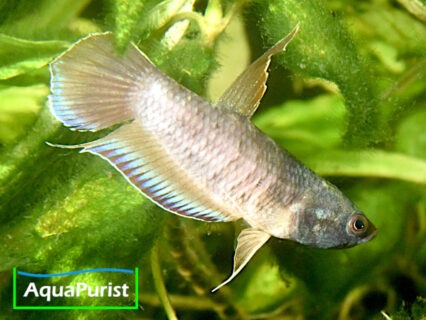 Betta simplex Krabi Kampffisch