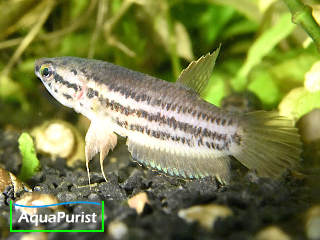 Betta simplex Krabi Kampffisch