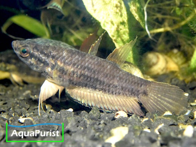 Betta simplex Krabi Kampffisch