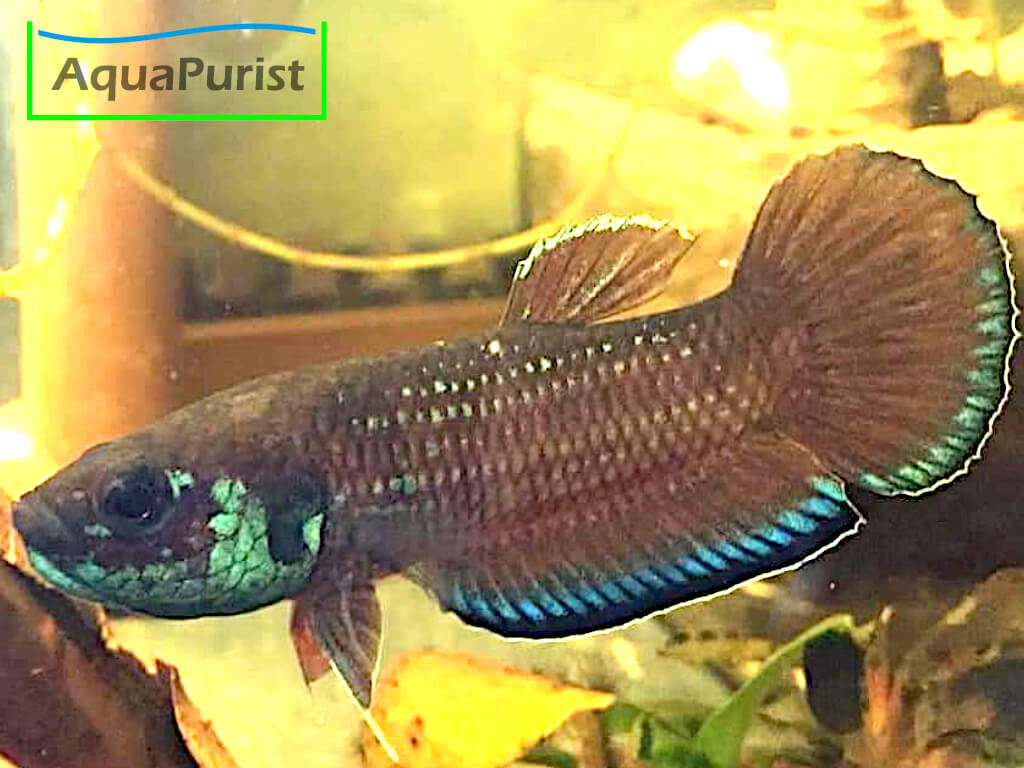 Betta simplex Krabi Kampffisch