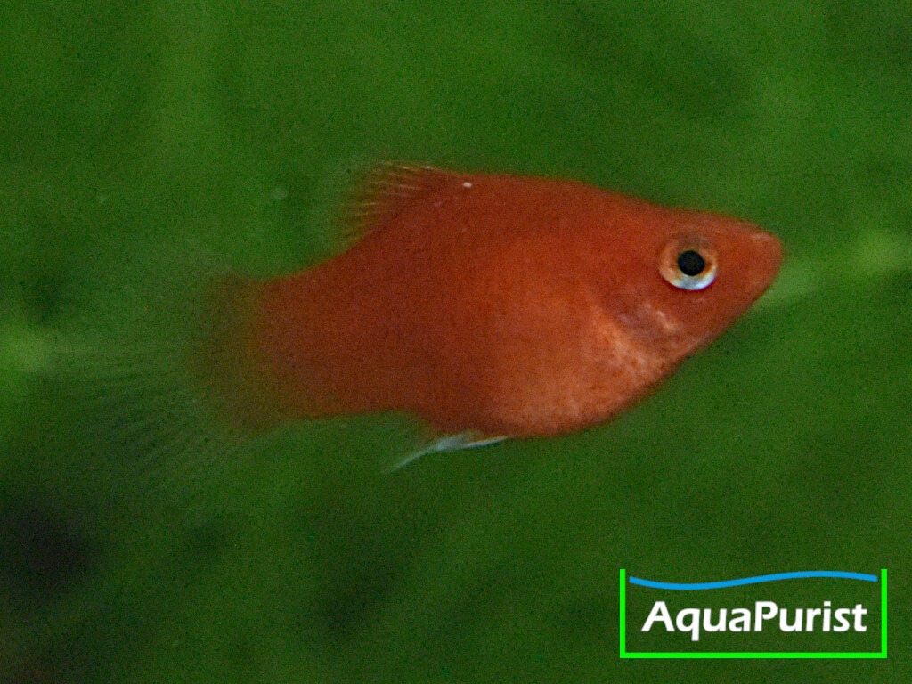 Roter Korallenplaty in seitlicher Ansicht