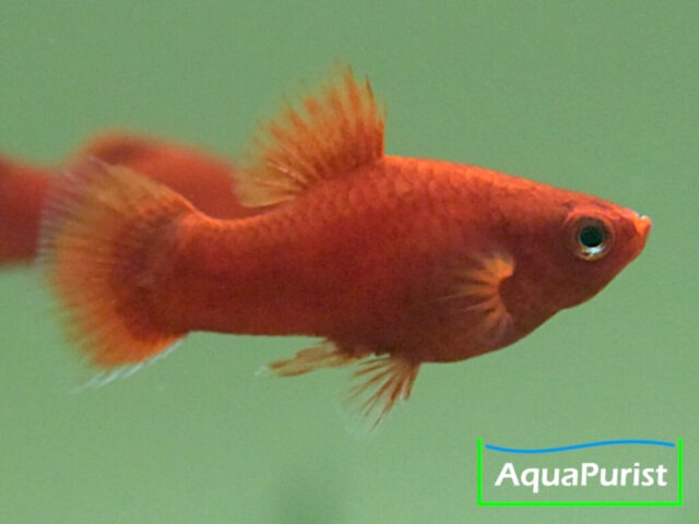 Roter Korallenplaty in seitlicher Ansicht