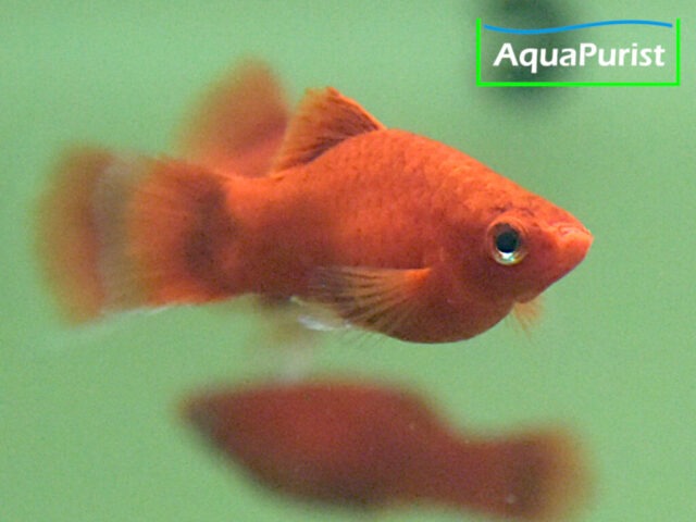 Roter Korallenplaty in seitlicher Ansicht