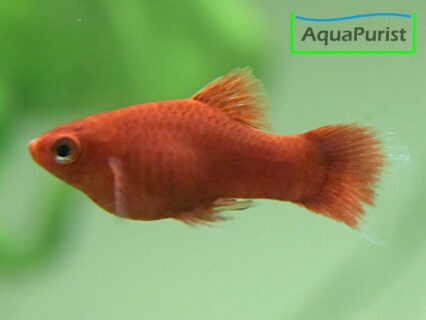 Korallenplaty (Xiphophorus maculatus) – Zuchtform
