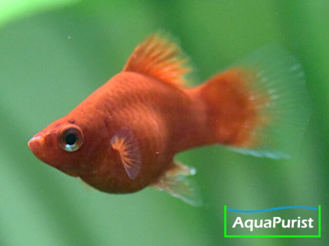 Roter Korallenplaty schräg von vorn