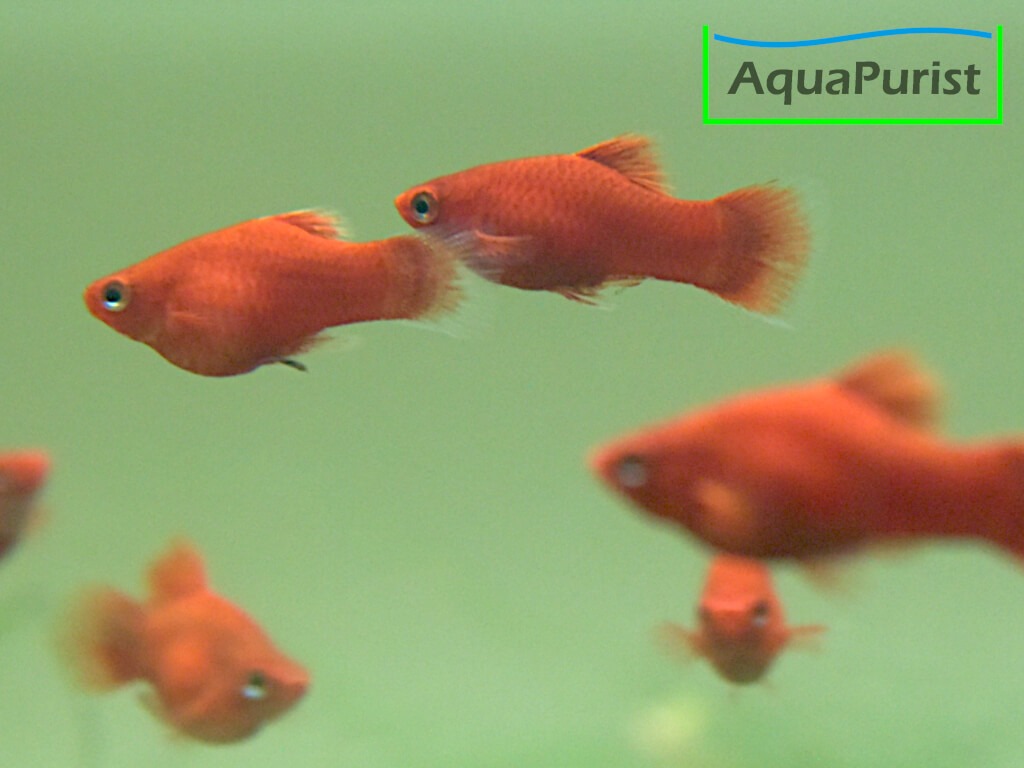 Gruppe roter Korallenplatys im Aquarium