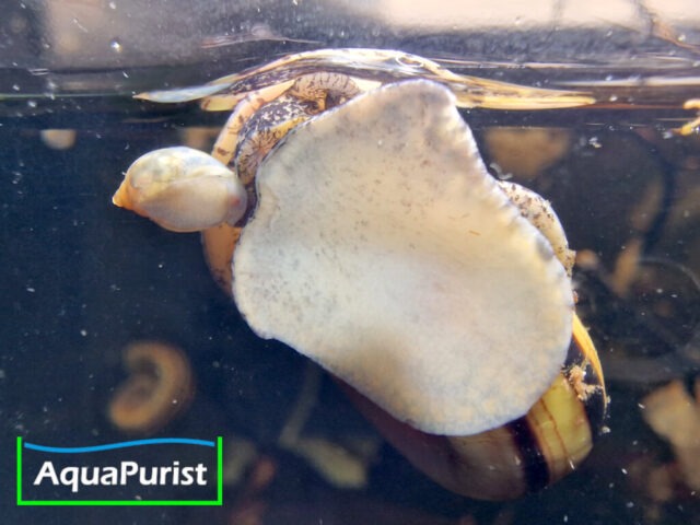 Paradiesschnecke Marisa cornuarietis