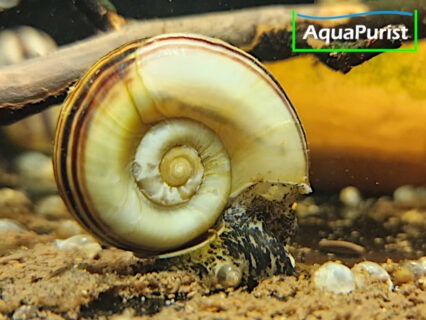 Paradiesschnecke Marisa cornuarietis