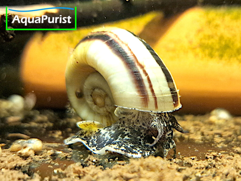 Paradiesschnecke Marisa cornuarietis