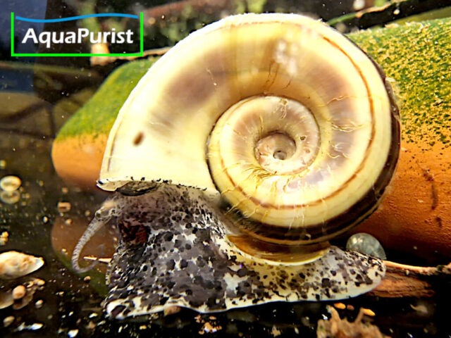 Paradiesschnecke Marisa cornuarietis