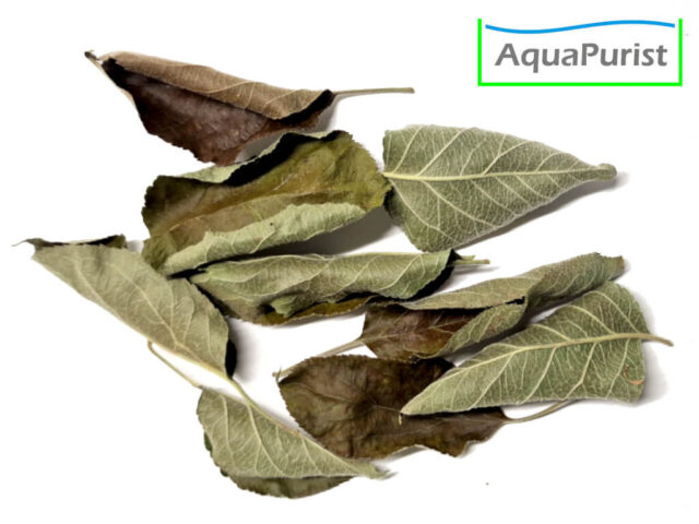 Apfelbaumblätter (Malus domestica)