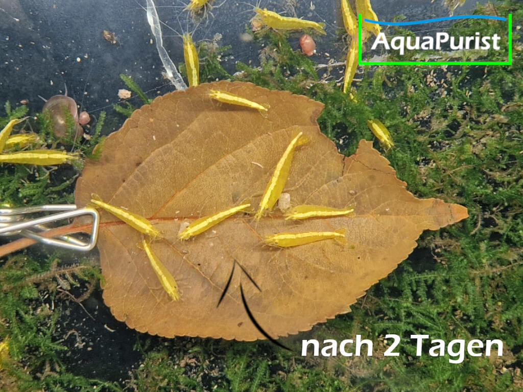 Apfelbaumblätter (Malus domestica)