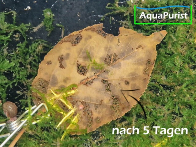 Apfelbaumblätter (Malus domestica)
