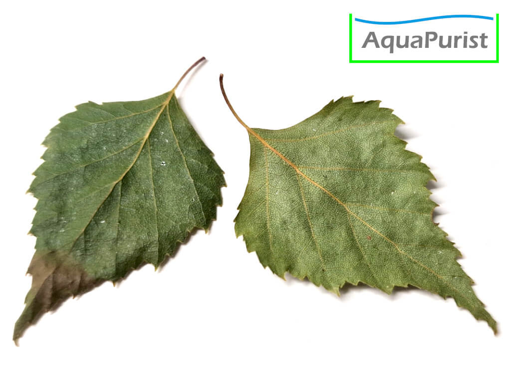 Birkenblätter (Betula pendula)