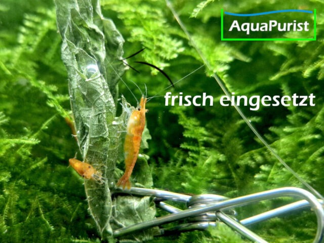 Brennnesselblätter (Urtica dioica)