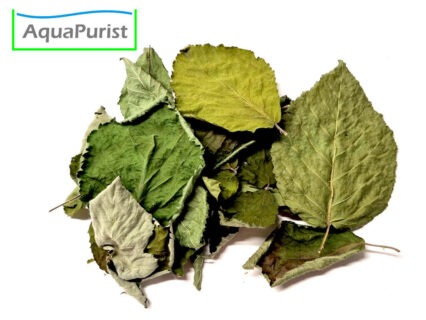 Brombeerblätter (Rubus fruticosus)