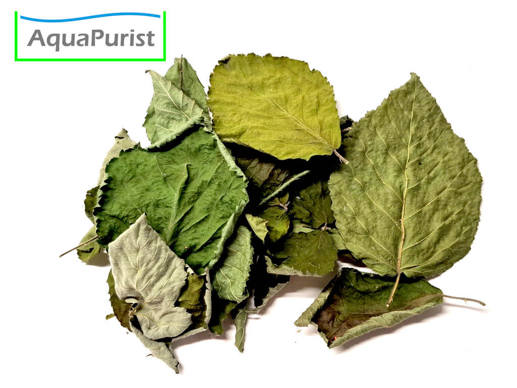 Brombeerblätter (Rubus fruticosus)