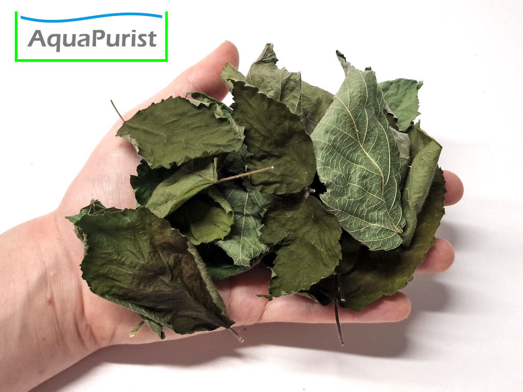 Brombeerblätter (Rubus fruticosus)