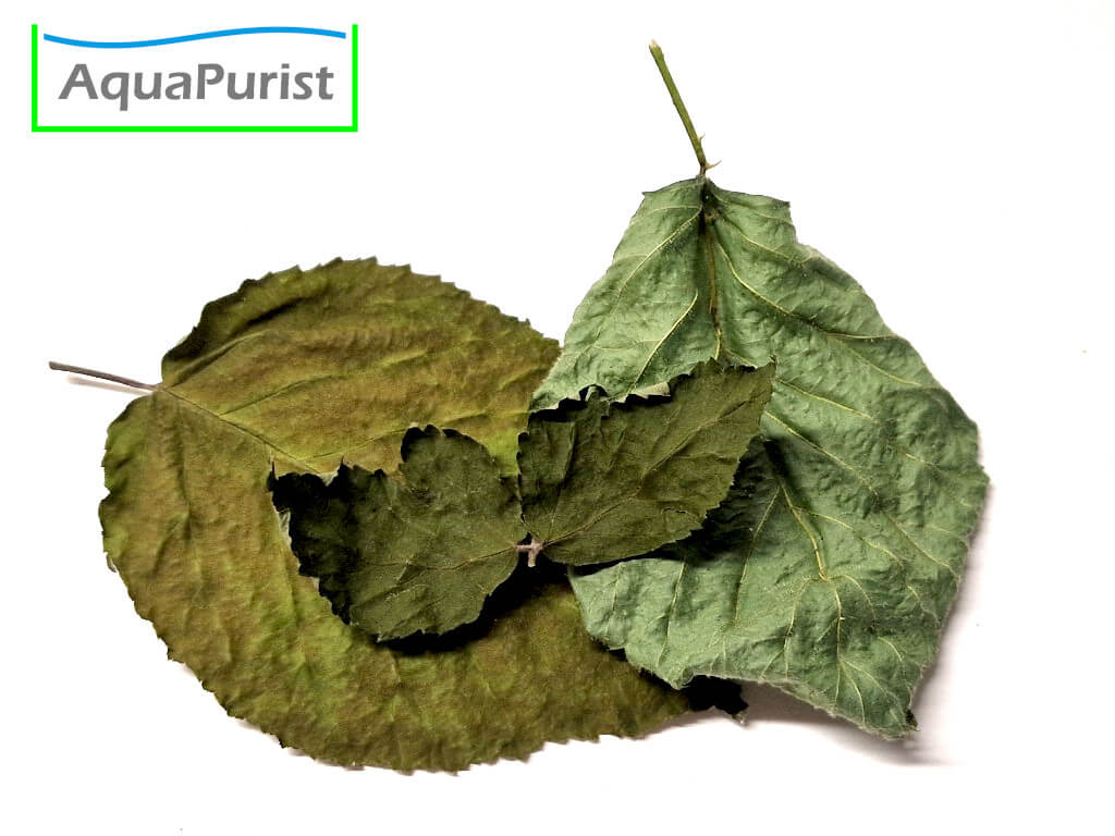 Brombeerblätter (Rubus fruticosus)