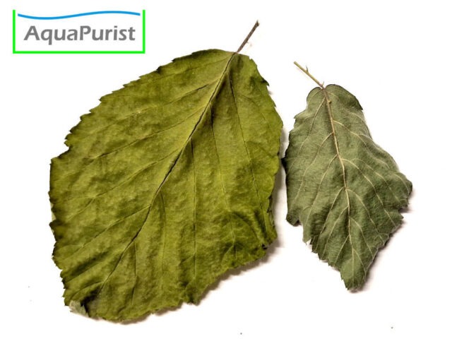 Brombeerblätter (Rubus fruticosus)