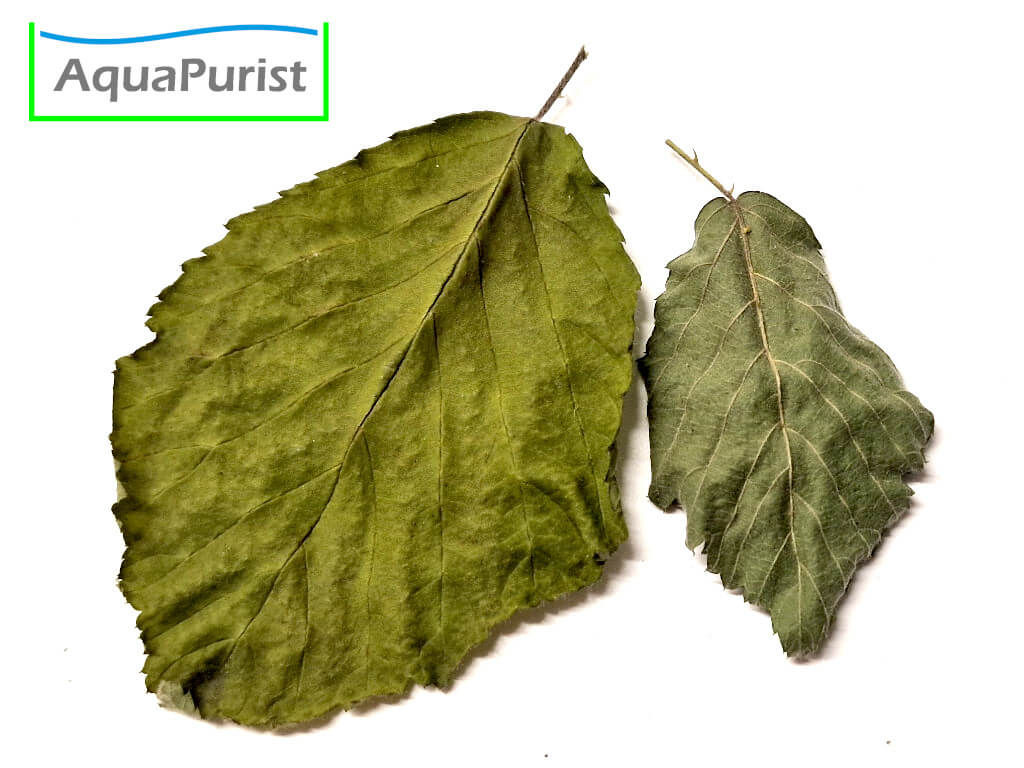 Brombeerblätter (Rubus fruticosus)