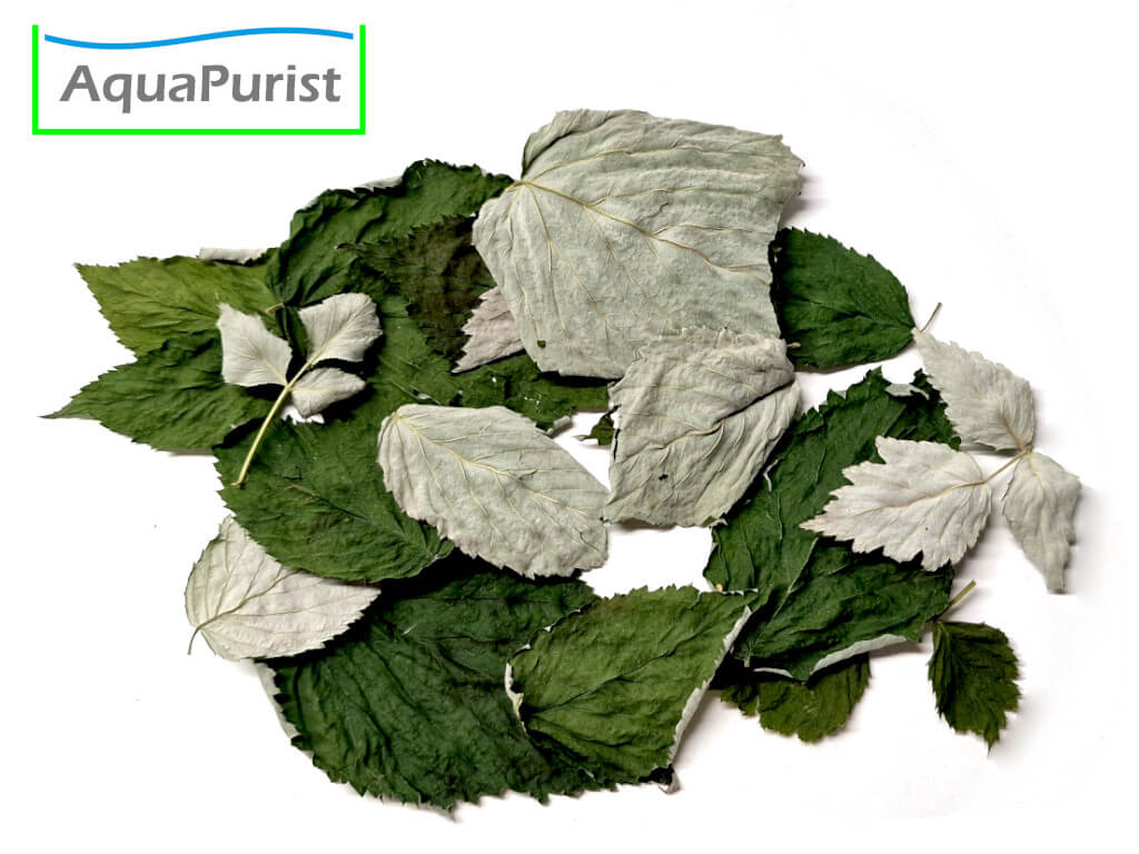 Himbeerblätter (Rubus idaeus)