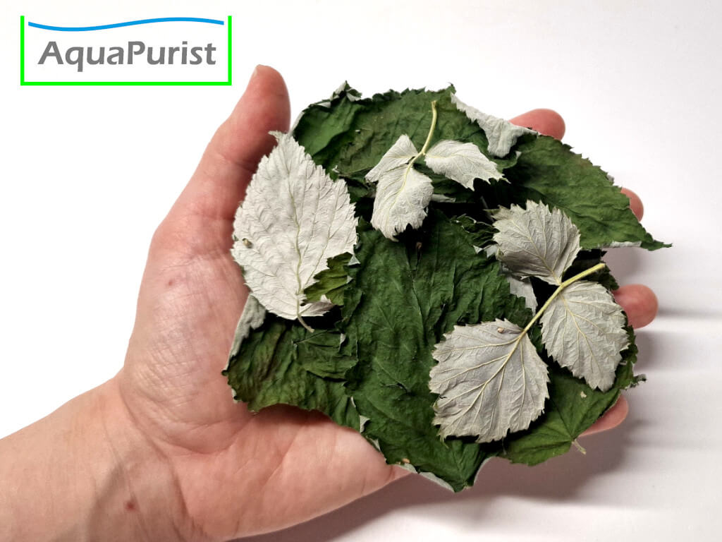 Himbeerblätter (Rubus idaeus)