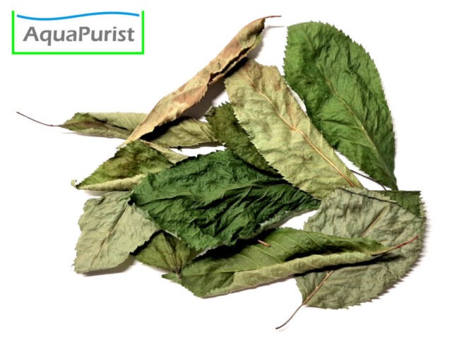 Kirschbaumblätter (Prunus avium)