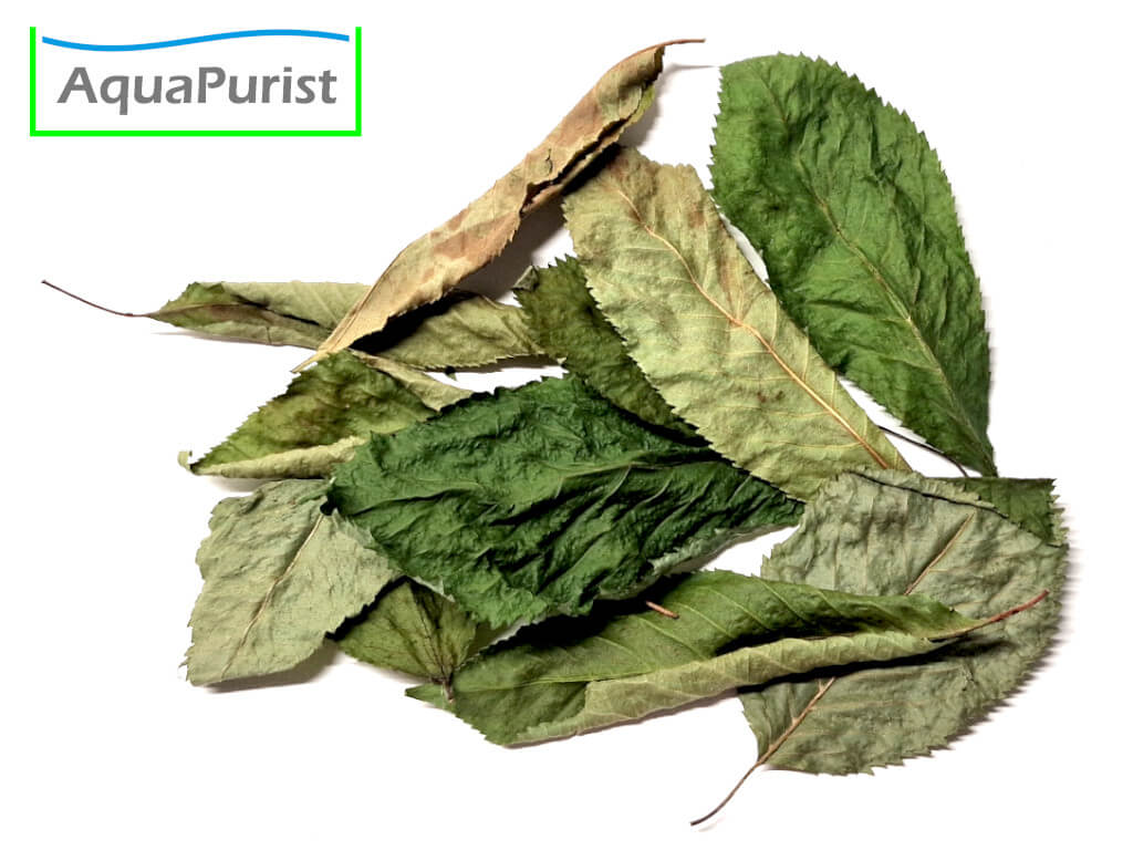 Kirschbaumblätter (Prunus avium)