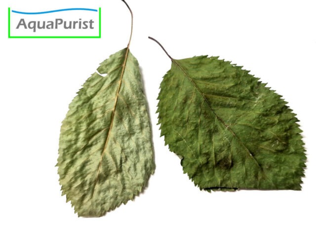 Kirschbaumblätter (Prunus avium)