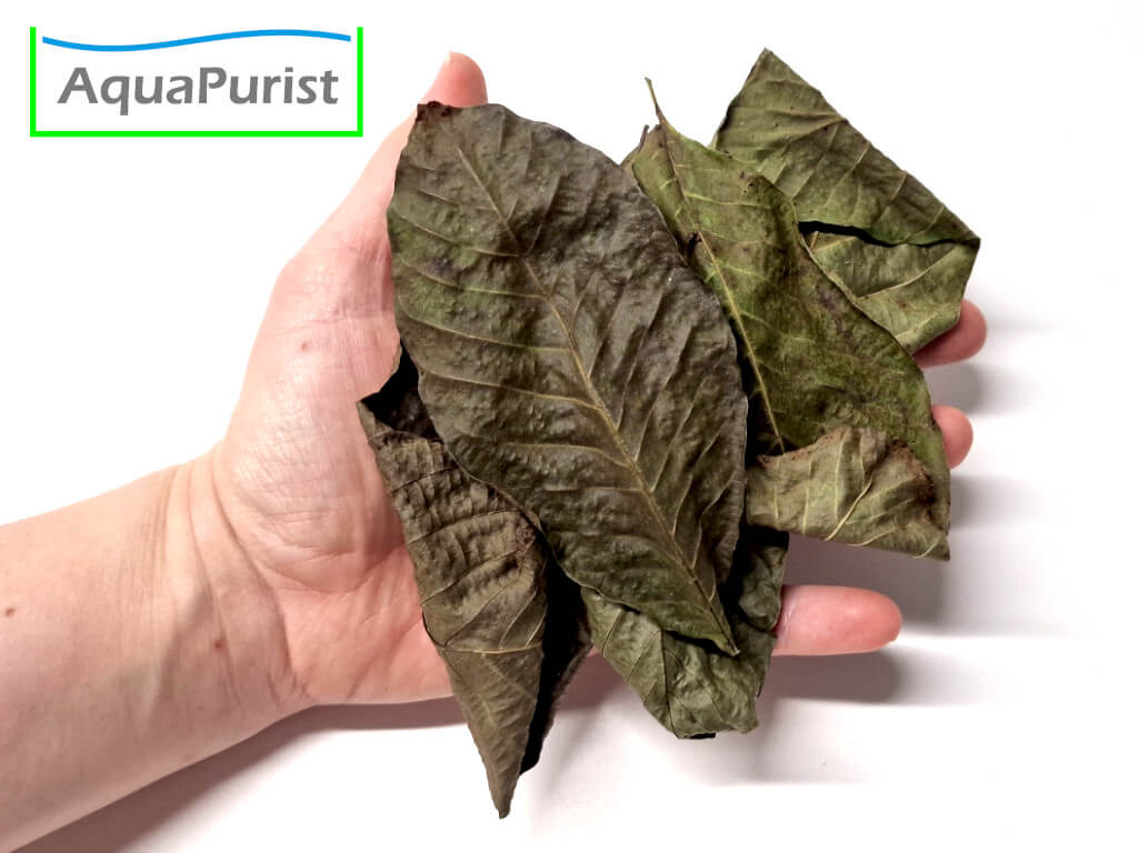 Walnussbaumblätter (Juglans regia)