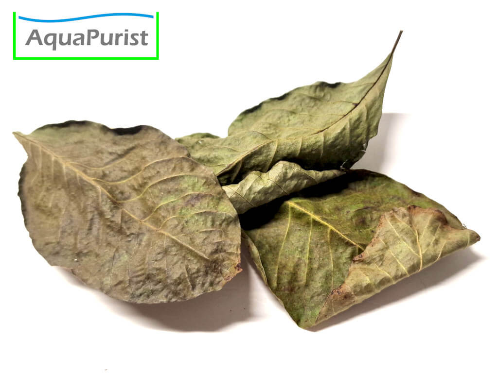 Walnussbaumblätter (Juglans regia)